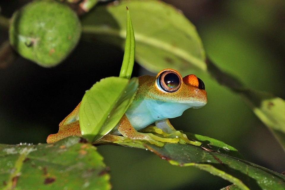 File:Green bright-eyed frog (Boophis viridis) Andasibe.jpg